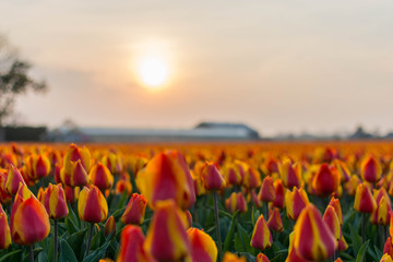 Wall Mural - field of orange tulips in the netherlands