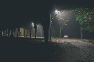 Wall Mural - The foggy evening in the autumn park