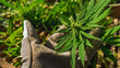 © Irina - Cultivation of cannabis indica, close-up on person's hands holding marijuana vegetation plants