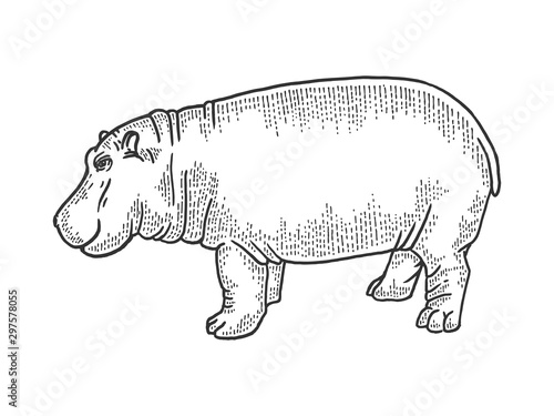 Fotografía Hippopotamus animal sketch engraving vector illustration