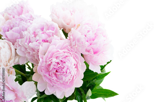 Fresh peony flowers