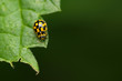 Yellow and black ladybug on a green leaf three quarters background green horizontal