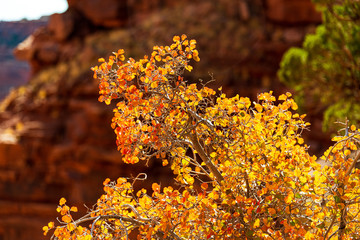 Sticker - tree in canyon lands