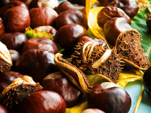 Horse Chestnut Conkers