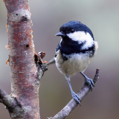 Coal tit is a small bird that lives in the woods