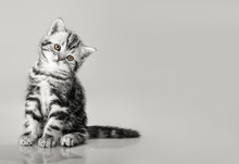 One Grey Stripy Beautiful Little Kitten