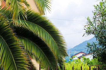 Fototapete - Palm tree and mountain in background.