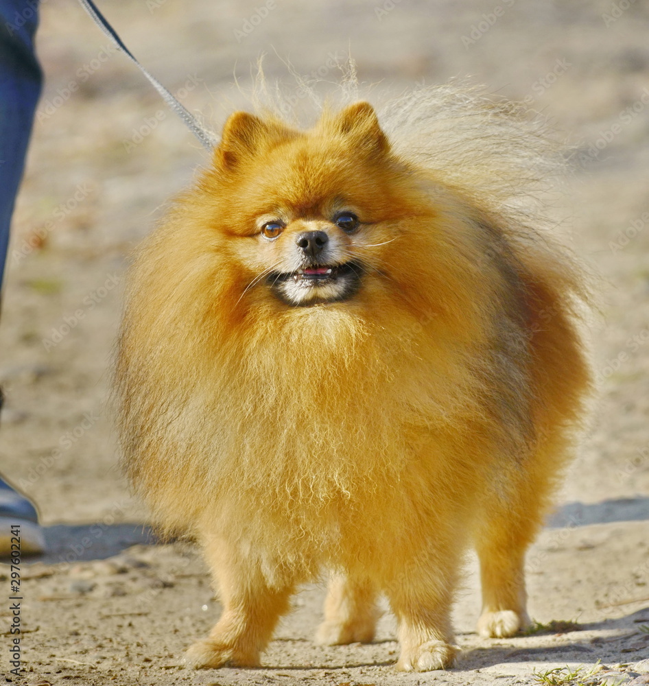 Top chubby pomeranian Shop