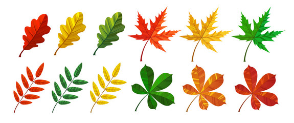 Wall Mural - Set of colorful autumn leaves vector. Yellow, green, ornge and red dry foliage isolated on white background.