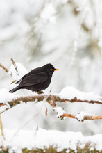 Blackbird On A Branch With Snow