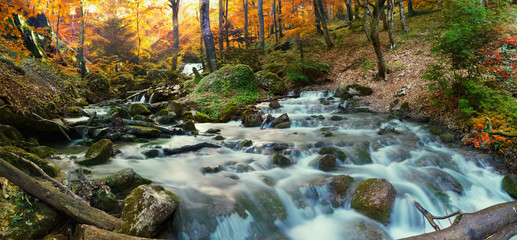 forest waterfall