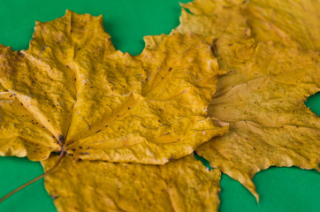maple leaves closeup on a green background
