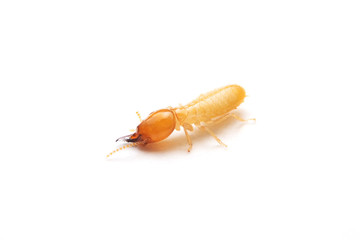 Close up of the Small termite on white background. Side view og the Termites isolate on white background.