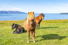 Funny Iceland Ponies With A Stylish Haircut Grazing On A Pasture In Northern Iceland
