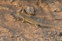 Saudi Fringe-fingered Lizard (Acanthodactylus Gongrorhynchatus) In The Desert Sand Looking For Ants To Eat.