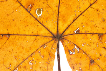 Wall Mural - macro shot of a bright orange autumn leaf with rich texture closeup. high resolution