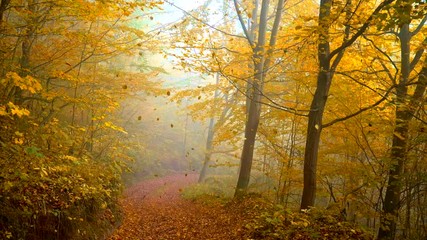 Wall Mural - Slow motion shot of falling orange leaves in autumn park. Foggy moring light