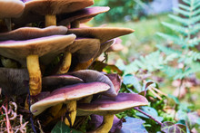 Collection Of Brown Fan-shaped Mushrooms , Macro From The Side View