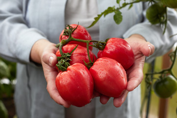 Ripe red organic tomato harvest in hands