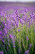 field of lavender on a sunny day, lavender bushes in rows, purple mood