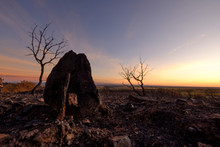 Black Scorched Stone And Bare Trees Have Been Left Behind After A Devastating Forest Fire