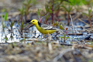 Canvas Print -  Zitronenstelze (Motacilla citreola) im Nationalpark Biebrza, Polen - Citrine wagtail in Biebrza National Park