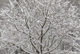 Fototapeta Londyn - tree in snow