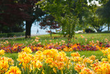 Fototapeta Tulipany - Frühling am Bodensee, Frühlingserwachen, Tulpen am Bodensee