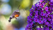 Hummingbird Moth Hovering Next To A Flower