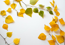 Autumn Leaves Of Birch On White Background