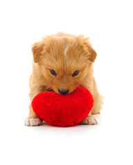 Canvas Print - Puppy with heart.