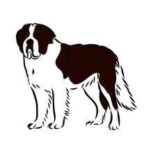 Vector Illustration Of A Dog, St. Bernard Dog Sketch, 