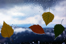Autumn Leaves On A Wet Window On A Background Of Rainy Weather