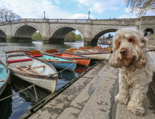 English Cocker Spaniel Dog In Richmond In London In England On The Thames Next To A Rowing Boat Using Canon 11mm - 22mm Wide Angle Lens