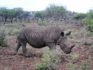 Wild rhinos in South African wildlife nature reserve