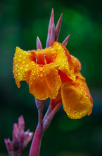 Misty Orange Iris