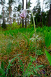 Küchenschelle zwischen Maiglöckchen, Nationalpark Biebrza, Polen - pasque flower in between some Lily of the valley