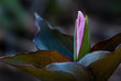 © Gerry - Great white trillium (Trillium grandiflorum) blossom emerging