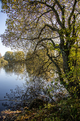 Wall Mural - autumn in the park peaceful water through tree