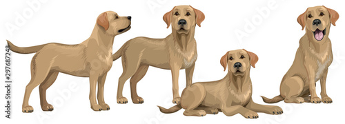 Gold yellow labrador retriever Tableau sur Toile