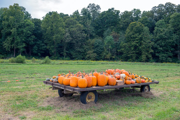 Wall Mural - Pumpkins on Wagon