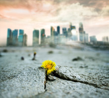 Climate Change Or Global Warming Banner - Yellow Flower Growing In Cracked Dried Land, Grey Polluted City In The Background
