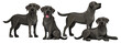 Black labrador retriever. Standing and sitting labradors isolated on white. The dog is lying. Young and friendly dogs.