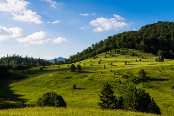 Sticker - landscape with green field and trees