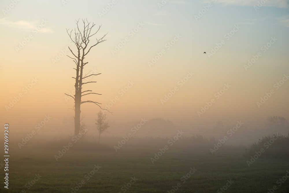 Drzewa we mgle, świt nad doliną Bzury, Pradolina Warszawsko-Berlińska - obrazy, fototapety, plakaty 