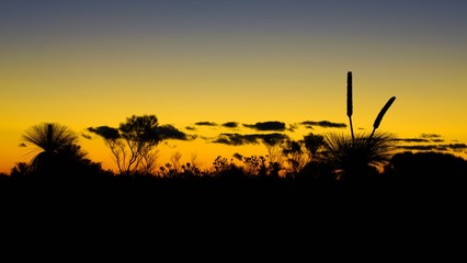 Wall Mural - Orange and black sunset view of the silhouette of grass trees (xanthorrhoea) in Kalbarri National Park in the Mid West region of Western Australia