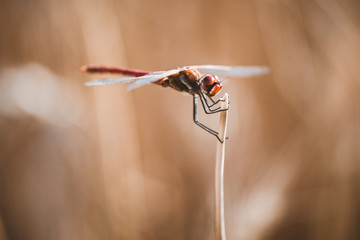 dragonfly on a background