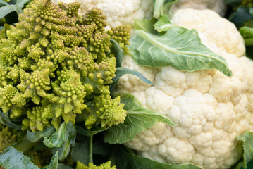 Wall Mural - Two heads of cauliflower and romanesco 