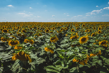 Sticker - field of sunflowers