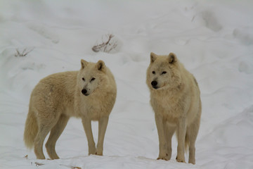 An Arctic Wolf in winter